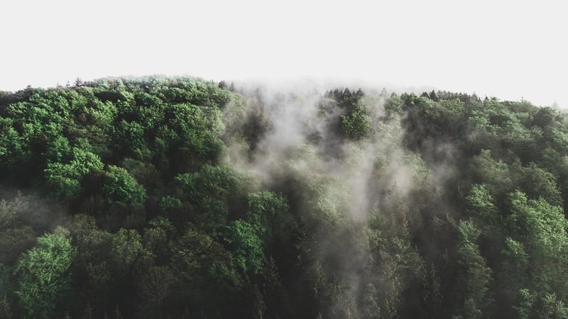 Fantasy forests
